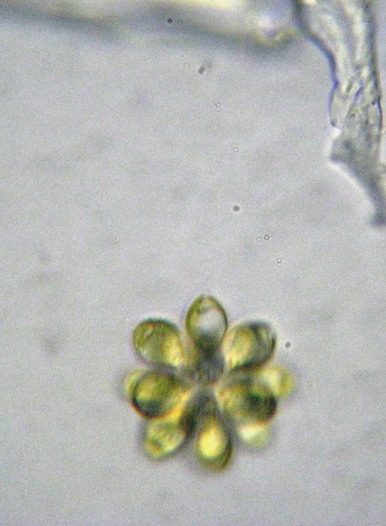 Fioritura primaverile di alghe